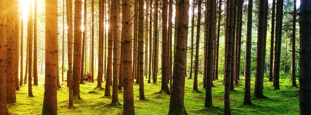 Image de foret