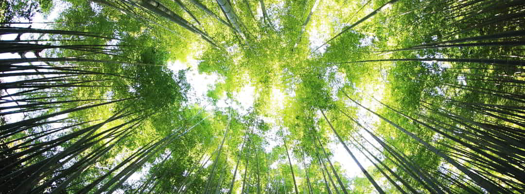 photo de foret